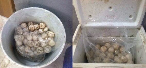 Profepa decomisa 436 huevos de tortuga golfina en Jalisco