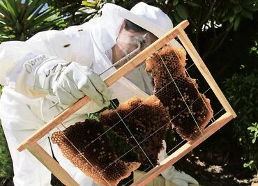 Se incrementa robo de abejas en Estado de México
