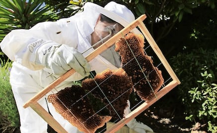 Se incrementa robo de abejas en Estado de México 