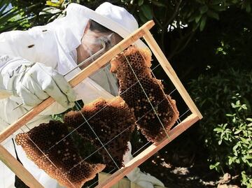 Se incrementa robo de abejas en Estado de México