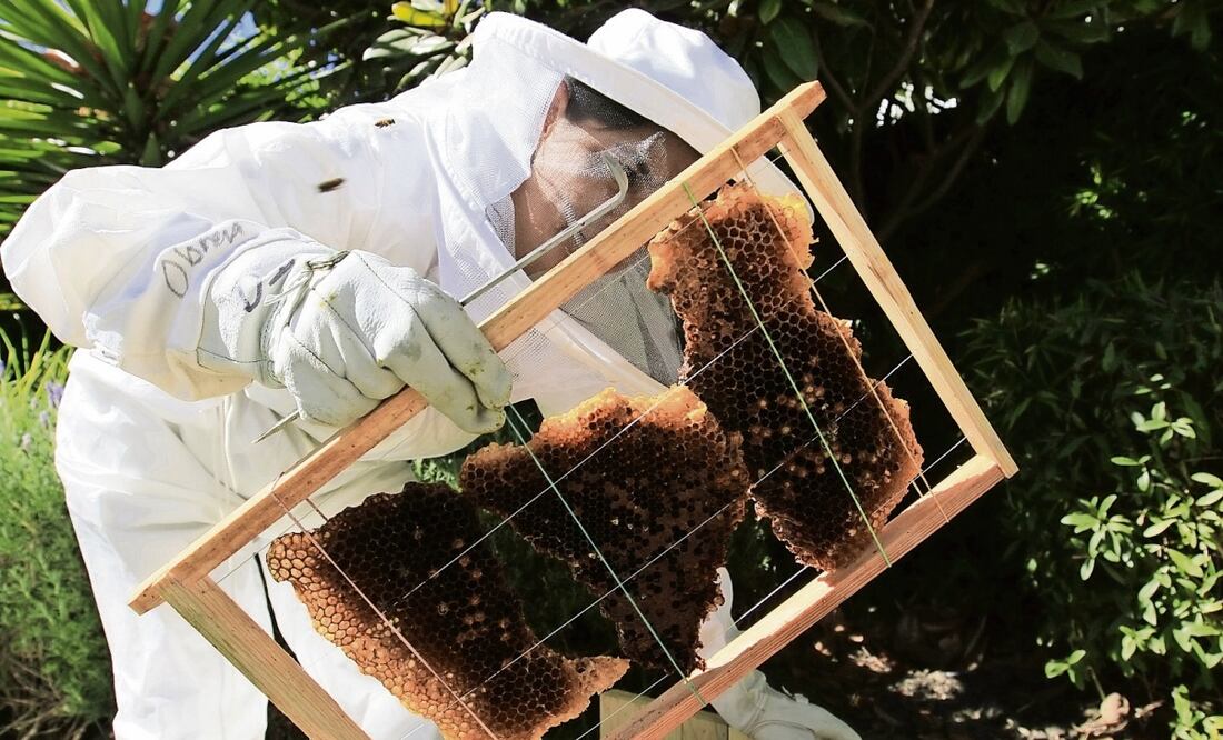 Con el robo de cajones cada apicultor pierde entre cinco y ocho meses de trabajo en una sola noche, dijo Javier Reyes Escamilla. Foto: Alejandro Vargas / EL UNIVERSAL