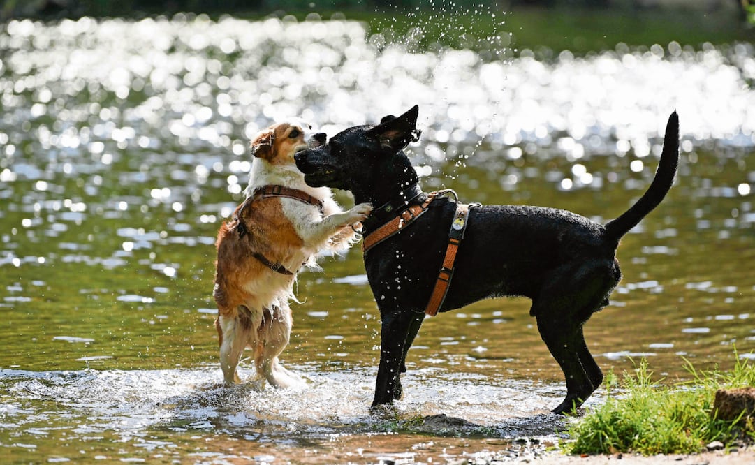 Conoce los mejores lugares para visitar con tu perro en la CDMX. Foto: Thomas Kienzle / AFP