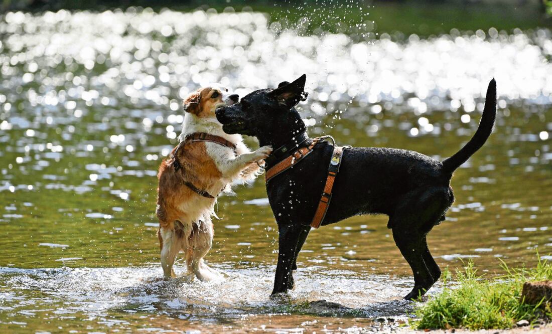 Conoce los mejores lugares para visitar con tu perro en la CDMX. Foto: Thomas Kienzle / AFP