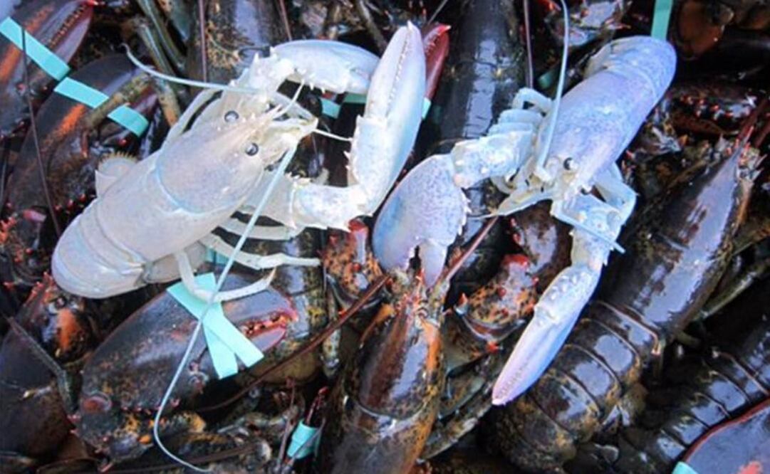 (Foto: Archivo / EL UNIVERSAL)