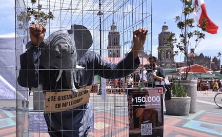 Manifestantes piden que elefanta Ely sea trasladada del Zoológico de Aragón a un santuario