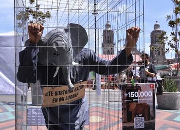 Manifestantes piden que elefanta Ely sea trasladada del Zoológico de Aragón a un santuario