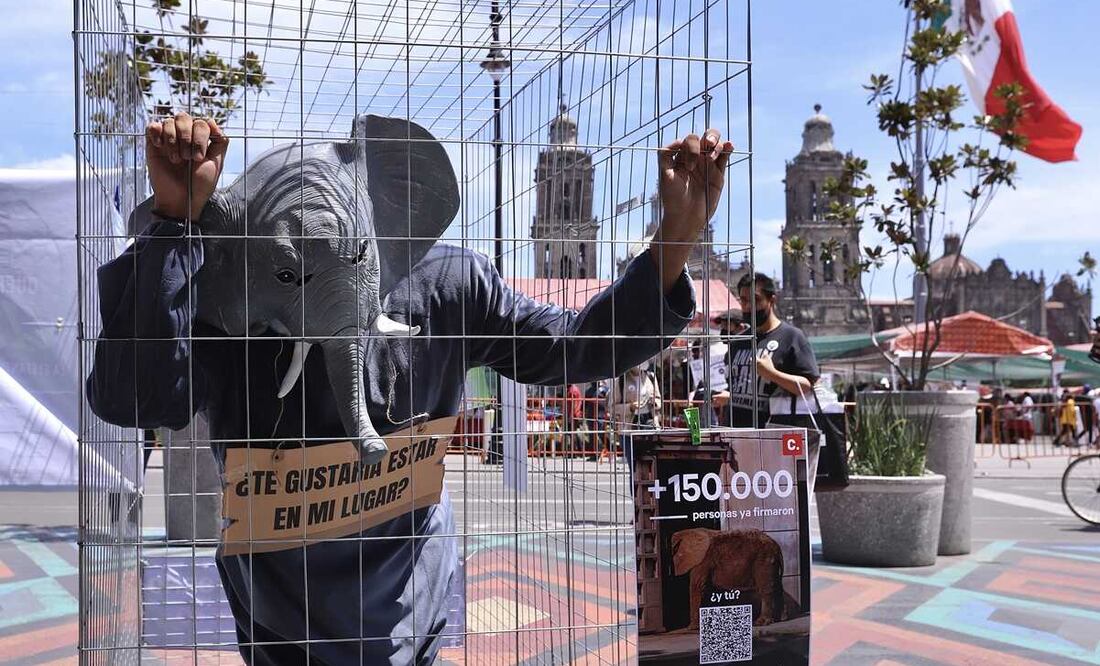 Foto: Berenice Fregoso/EL UNIVERSAL