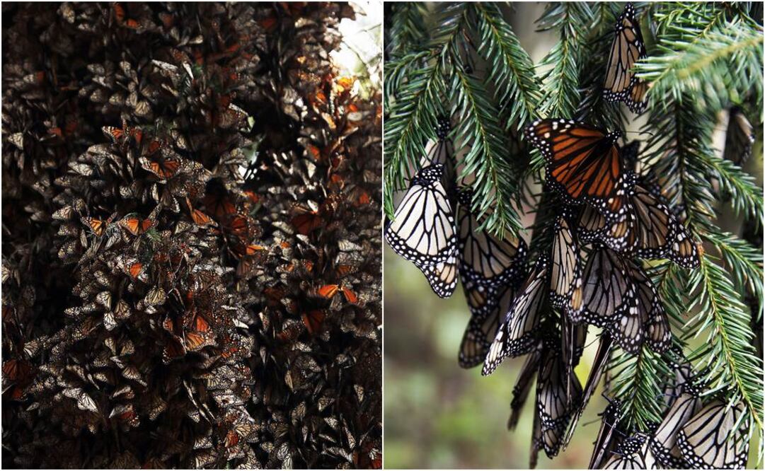 “Era como una leyenda urbana”. Encuentran nueva colonia de mariposas Monarca en México