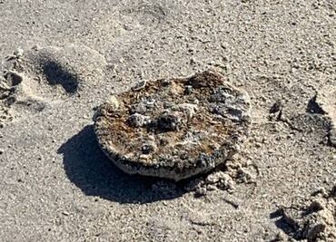 Hombre encuentra mina de la Segunda Guerra Mundial en playa de Florida