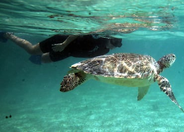 Suspenden nado con tortugas en Akumal