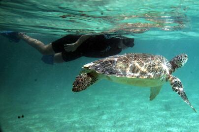 Suspenden nado con tortugas en Akumal
