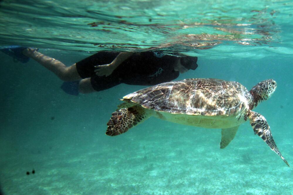 La Bahía de Akumal es refugio de las tortugas verde y caguama. (Foto: Viridiana Ramírez / El Universal)