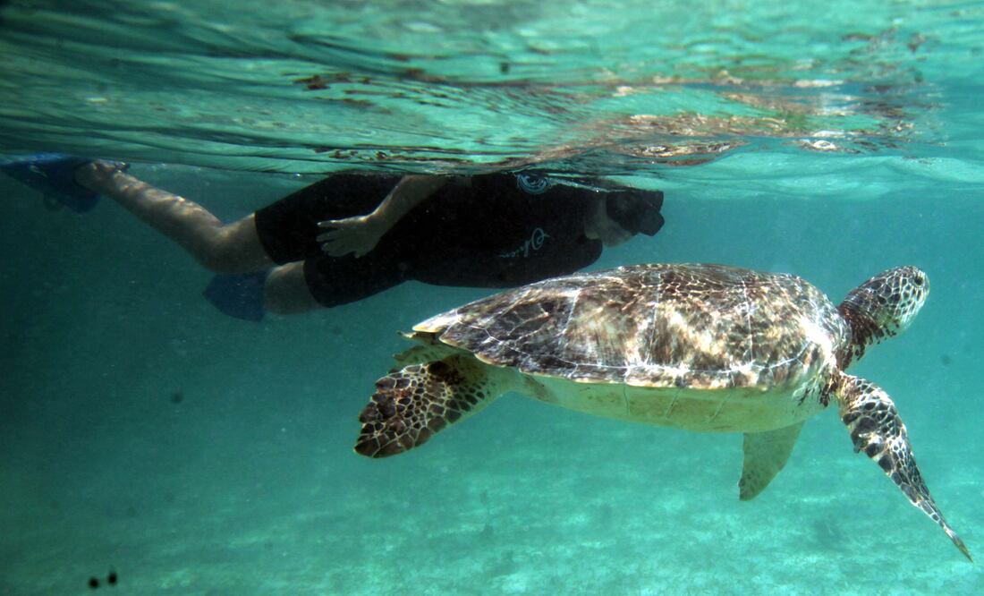 La Bahía de Akumal es refugio de las tortugas verde y caguama. (Foto: Viridiana Ramírez / El Universal)