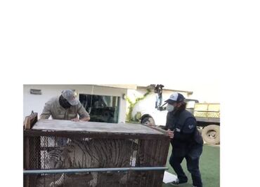 FGR investiga cautiverio de especímenes exóticos en residencia de Culiacán, Sinaloa