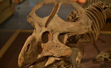 Los cuernos en dinosaurios evolucionaron para buscar pareja