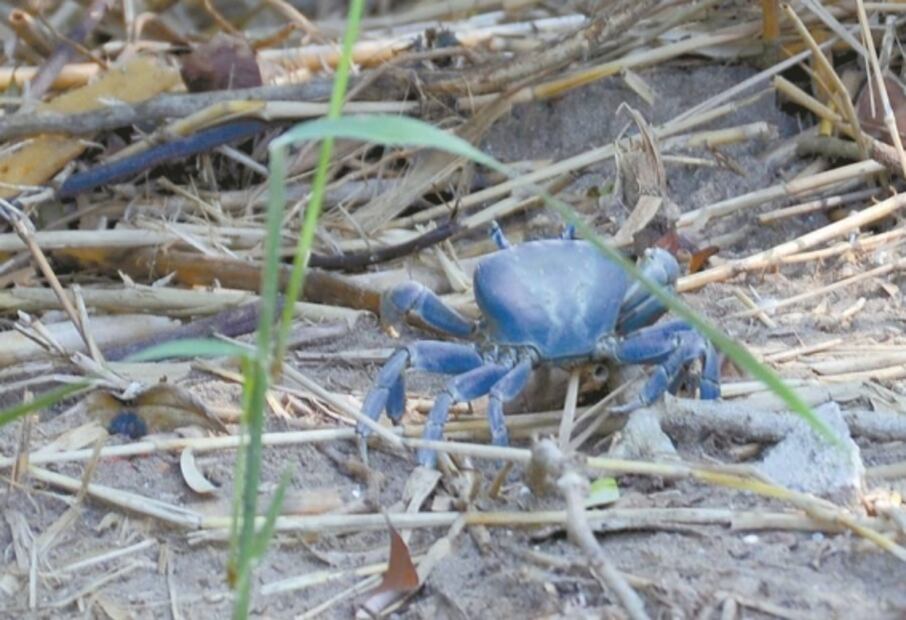 Urbanismo amenaza a manglar de Boca del Río