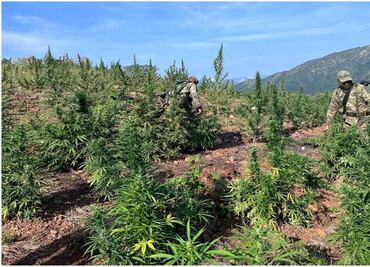 Sedena destruye sembradíos de marihuana y amapola en Guerrero; más de mil predios han sido exterminados en lo que van del año