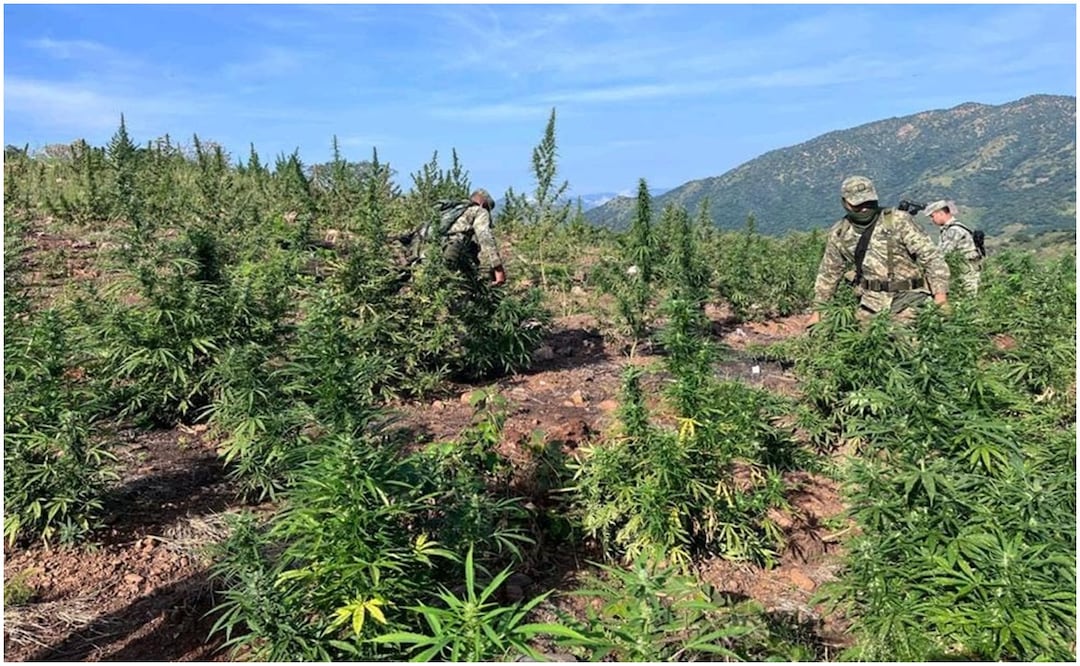 Este 23 de octubre, la Sedena informo sobre la destrucción de sembradíos de marihuana y amapola en Guerrero. Foto: Especial