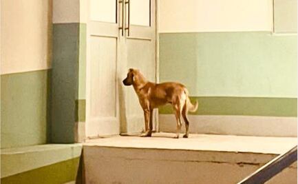 "Palomo", el perrito que salvó la vida de su dueño desaparecido