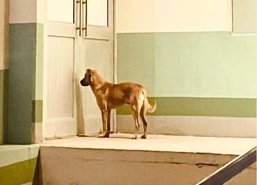 "Palomo", el perrito que salvó la vida de su dueño desaparecido