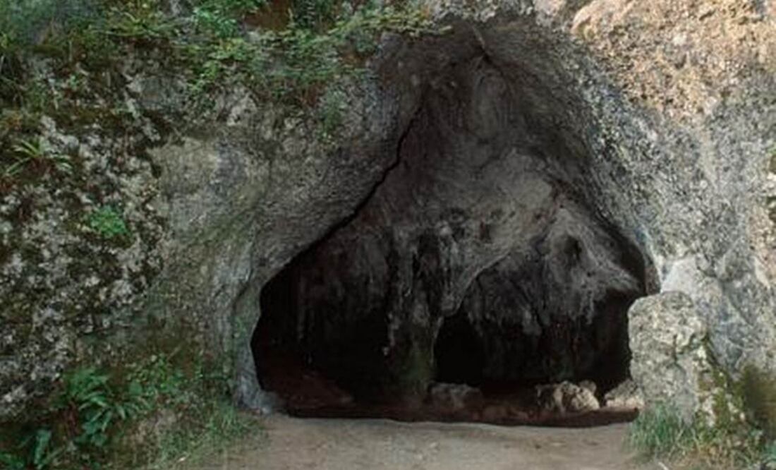"Con sus florecitas pequeñas generalmente blancas o amarillentas, hoy día no las consideraríamos plantas vistosas", explica Iriarte. Foto: Tomada de National Museum of Wales