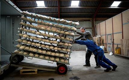 Francia sacrifica mil visones de una granja afectada por covid-19