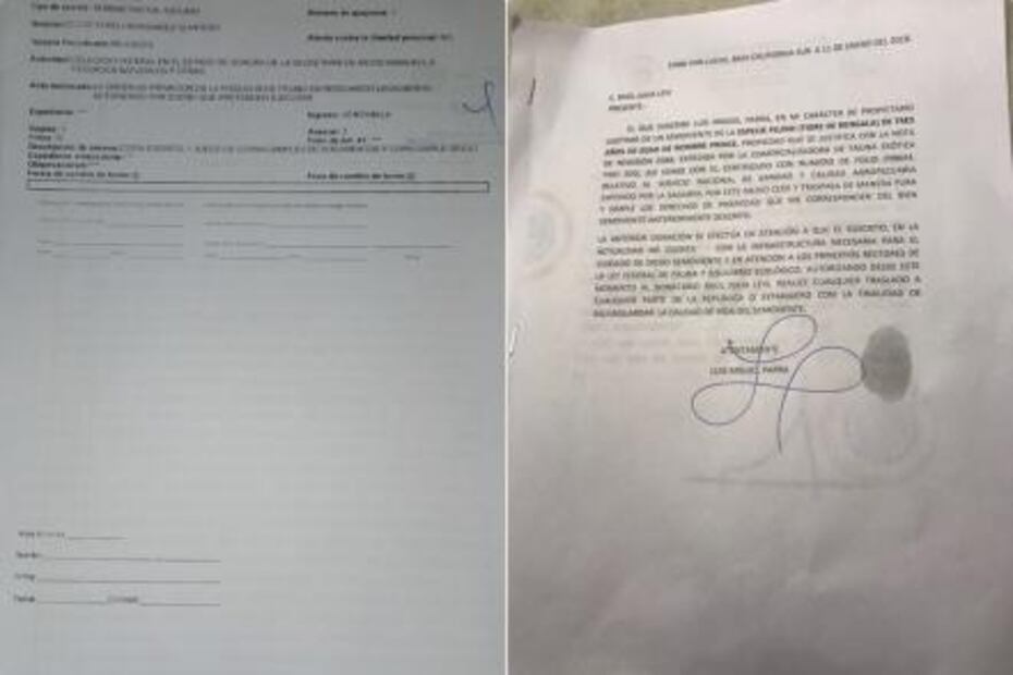 Actor reclama a Profepa custodia de tigre asegurado en Sonora