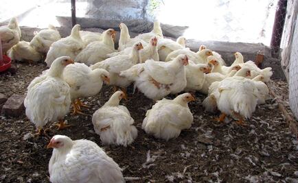 Impulsa Tabasco autosustentabilidad en familias