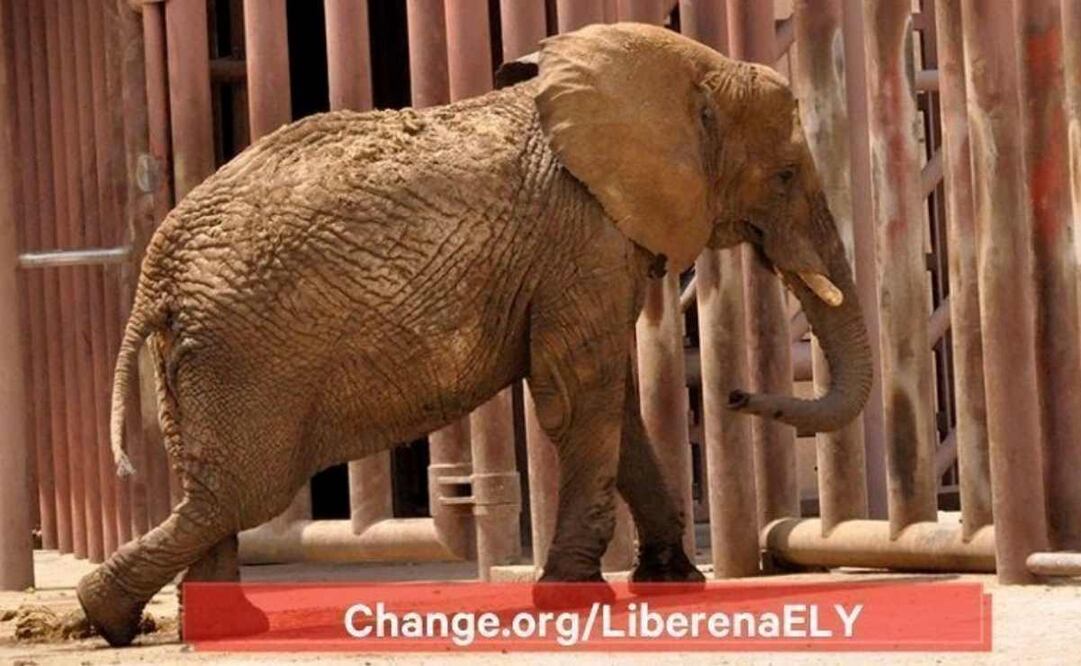 La elefanta africana Ely. Foto: Especial.