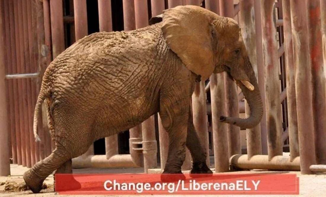 La elefanta africana Ely. Foto: Especial.