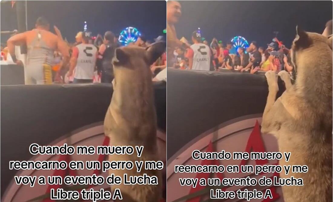 Perrito fan de las luchas