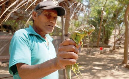 Former poacher now protects iguanas in Mexico