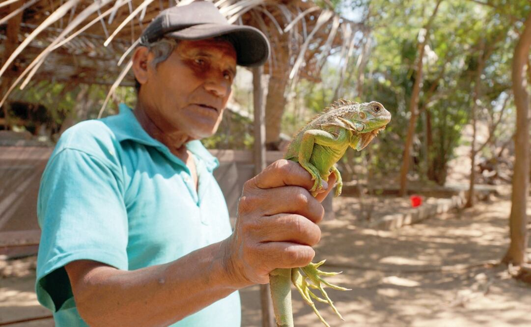 Villarreal Morga confessed that he used to poach species such as iguanas, crocodiles, armadillos, and turtles - Photo: Edwin Hernández/EL UNIVERSAL