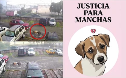 ¡Justicia para manchas!; usuarios exigen represalias contra conductor que atropelló a perrito en Toluca
