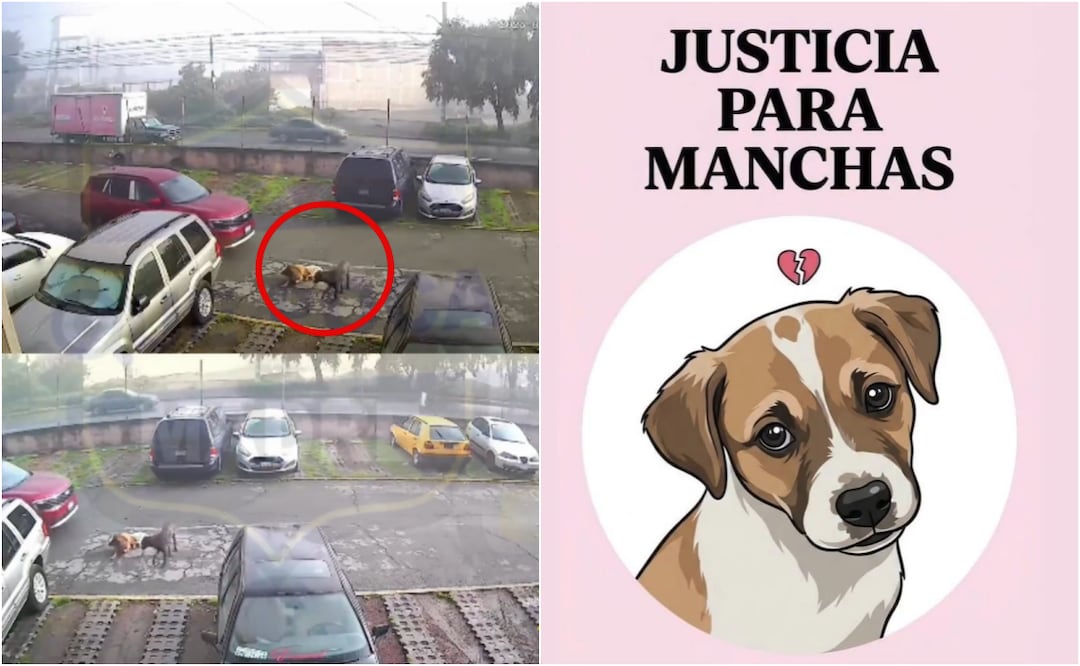A través de redes sociales se está exigiendo "justicia para manchas", un perrito que fue atropellado mientras dormía en la calle en un fraccionamiento de Toluca. Foto: X @QuePocaMadre_Mx