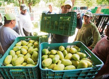 Cambio climático afecta a los cultivos de mango