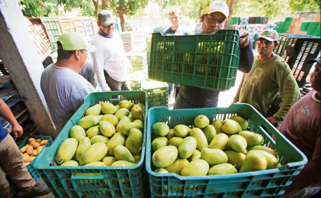 Las cajas de mango que son empacadas por los trabajadores posteriormente son colocadas en un camión que las transportará a otros estados del país. Foto: Edwin Hernández / EL UNIVERSAL