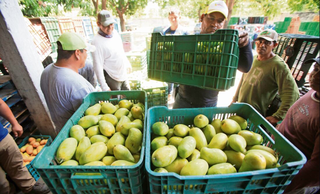 Las cajas de mango que son empacadas por los trabajadores posteriormente son colocadas en un camión que las transportará a otros estados del país. Foto: Edwin Hernández / EL UNIVERSAL