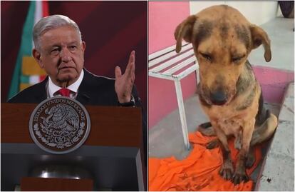 AMLO enviará iniciativa para establecer un día al “trato justo” a los animales