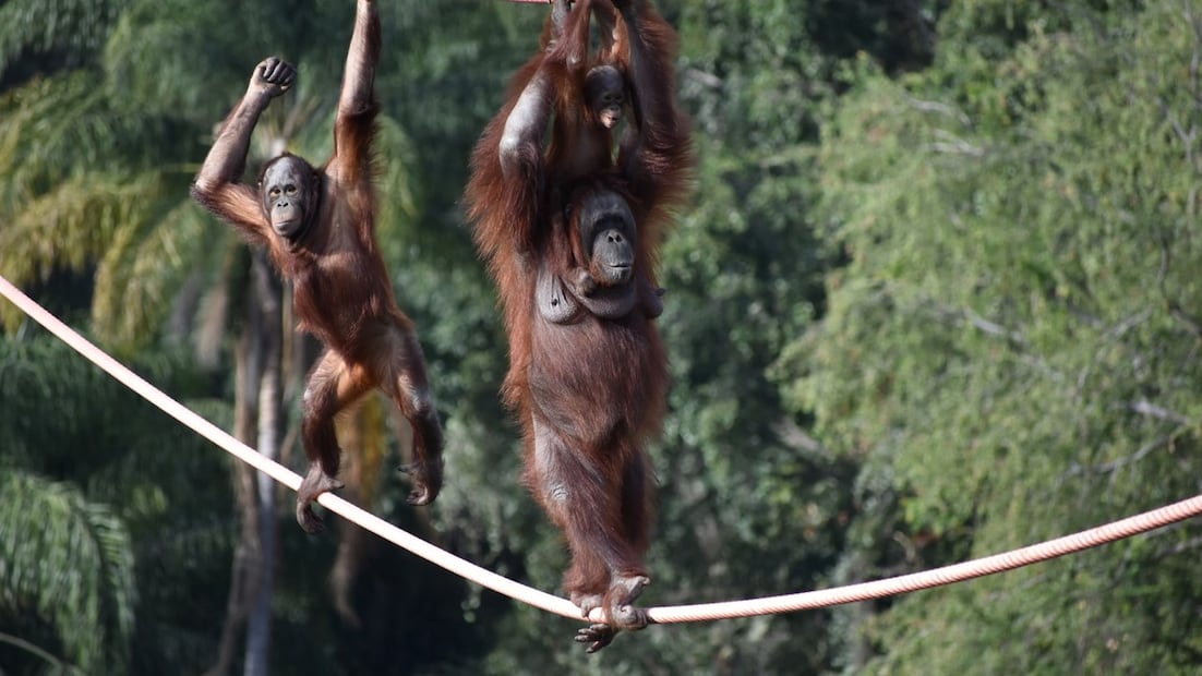 Foto: Facebook/ ZOOLOGICO GUADALAJARA