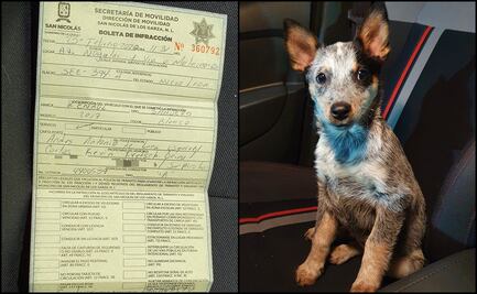 Multan a conductor por llevar un cachorro en auto en Nuevo León y acusa exceso 