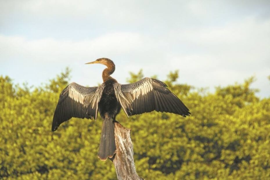 Comunidades impulsan un corredor verde en Oaxaca