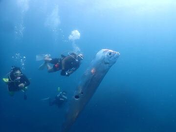 ¿El pez remo predice terremotos? Esto se sabe