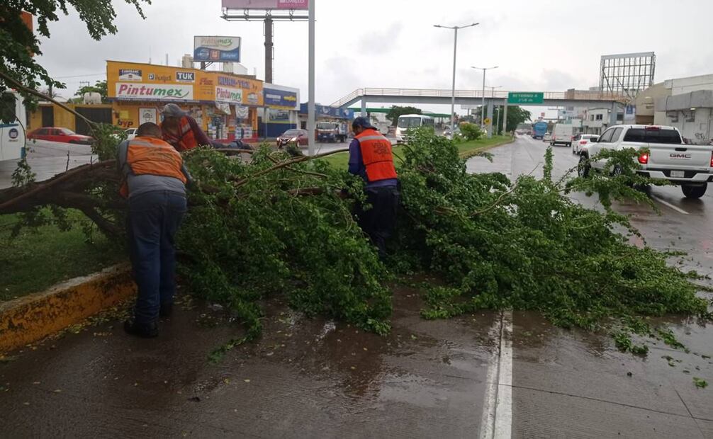 Las fuertes lluvias dejo la caída de árboles. Foto: especial