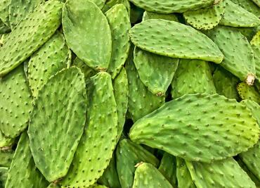 Cómo evitar que los nopales se echen a perder