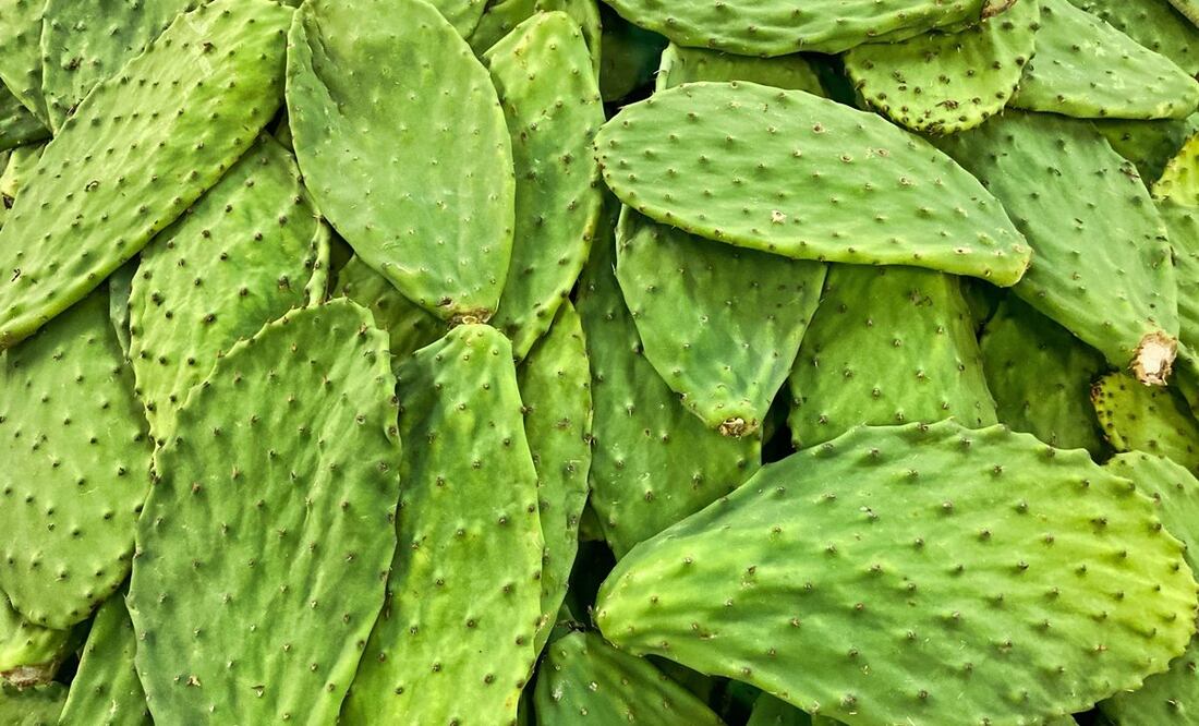 Los nopales se echan a perder debido a su alto contenido de agua / Foto: Unsplash