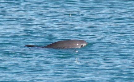 Vaquita rescue program suspended