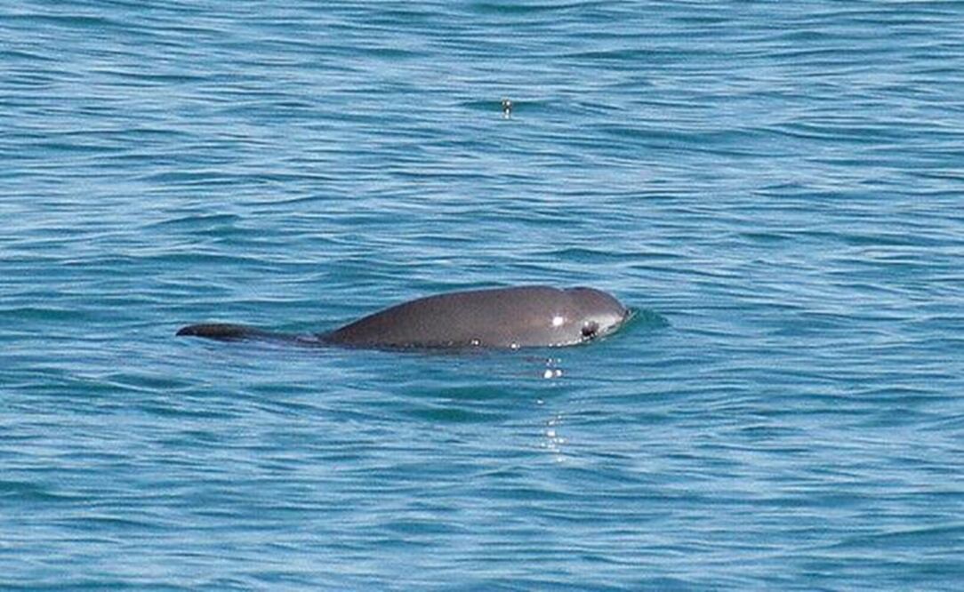 Vaquita porpoise specimen - File photo/EL UNIVERSAL