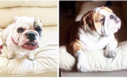 Roban a mano armada a dos perros bulldog inglés en Iztacalco