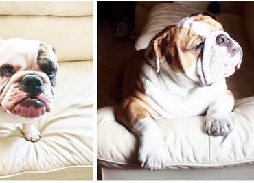 Roban a mano armada a dos perros bulldog inglés en Iztacalco